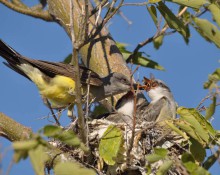 Western Kingbird