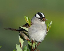 White-Crowned Sparrow