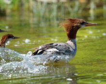 American Merganser