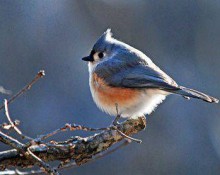 Tufted Titmouse