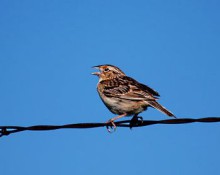 Red Poll