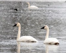 Pair of Trumpeter Swans