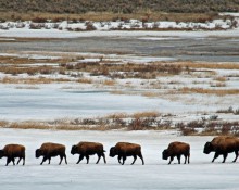 Bison Herd