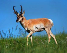 Pronghorn (Antelope)