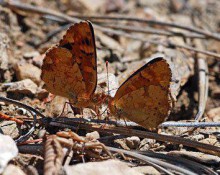 Kissing Moths