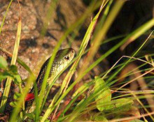 Garter Snake