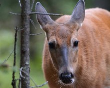 Whitetail Deer