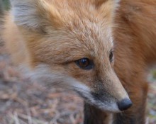 Red Fox